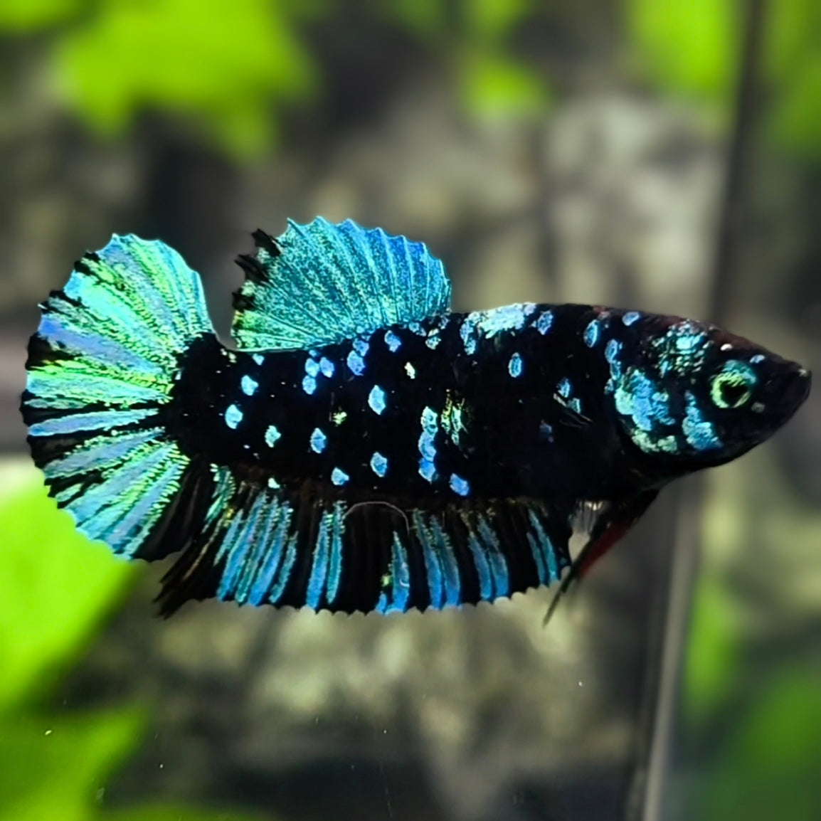 Avatar Blackstar Green Turquoise HMPK Betta Fish Female For Sorority / Breed