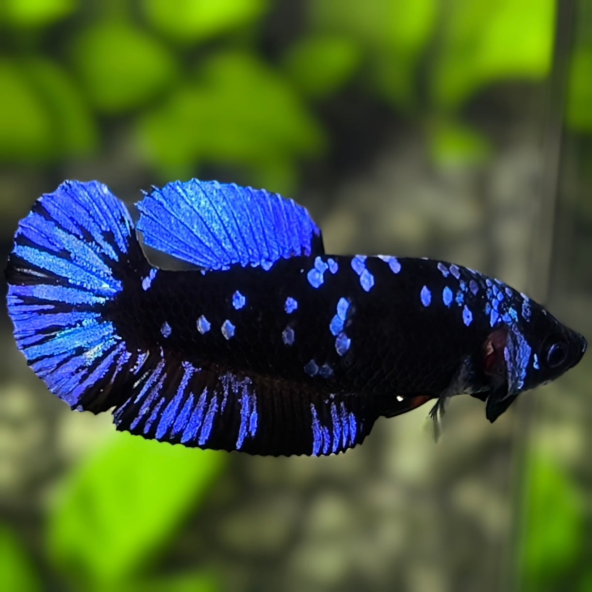 Avatar Blackstar Blue HMPK Betta Fish Female For Sorority / Breed