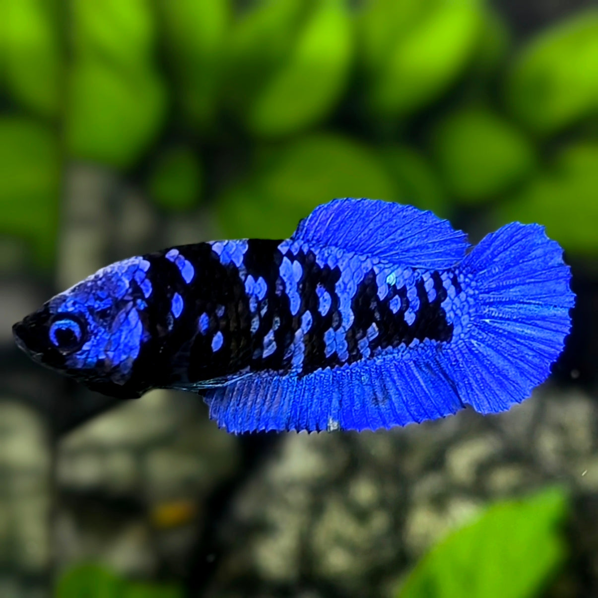 Avatar Blackstar Blue HMPK Betta Fish Female For Sorority / Breed