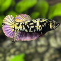 Avatar Copper Purple Gold HMPK Betta Fish Female For Sorority / Breed