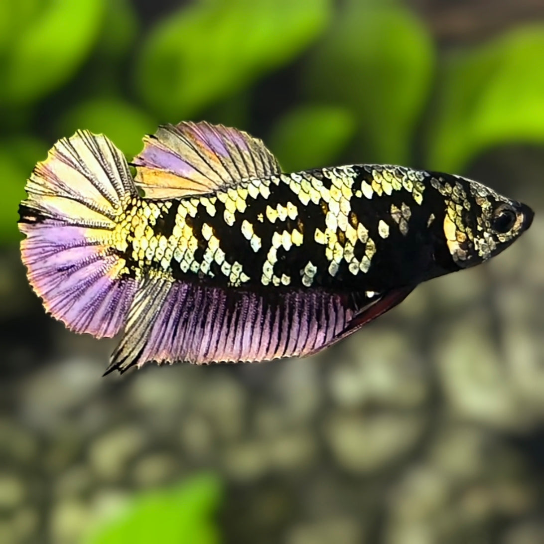 Avatar Copper Purple Gold HMPK Betta Fish Female For Sorority / Breed