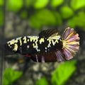 Avatar Blackstar Copper Gold HMPK Betta Fish Female For Sorority / Breed
