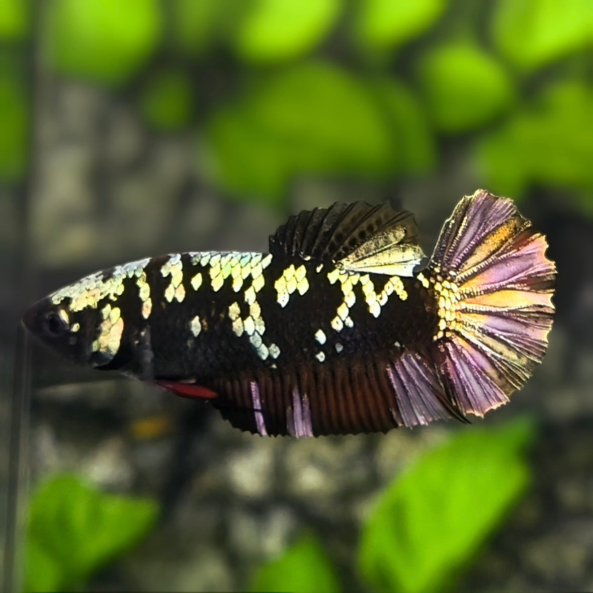 Avatar Blackstar Copper Gold HMPK Betta Fish Female For Sorority / Breed