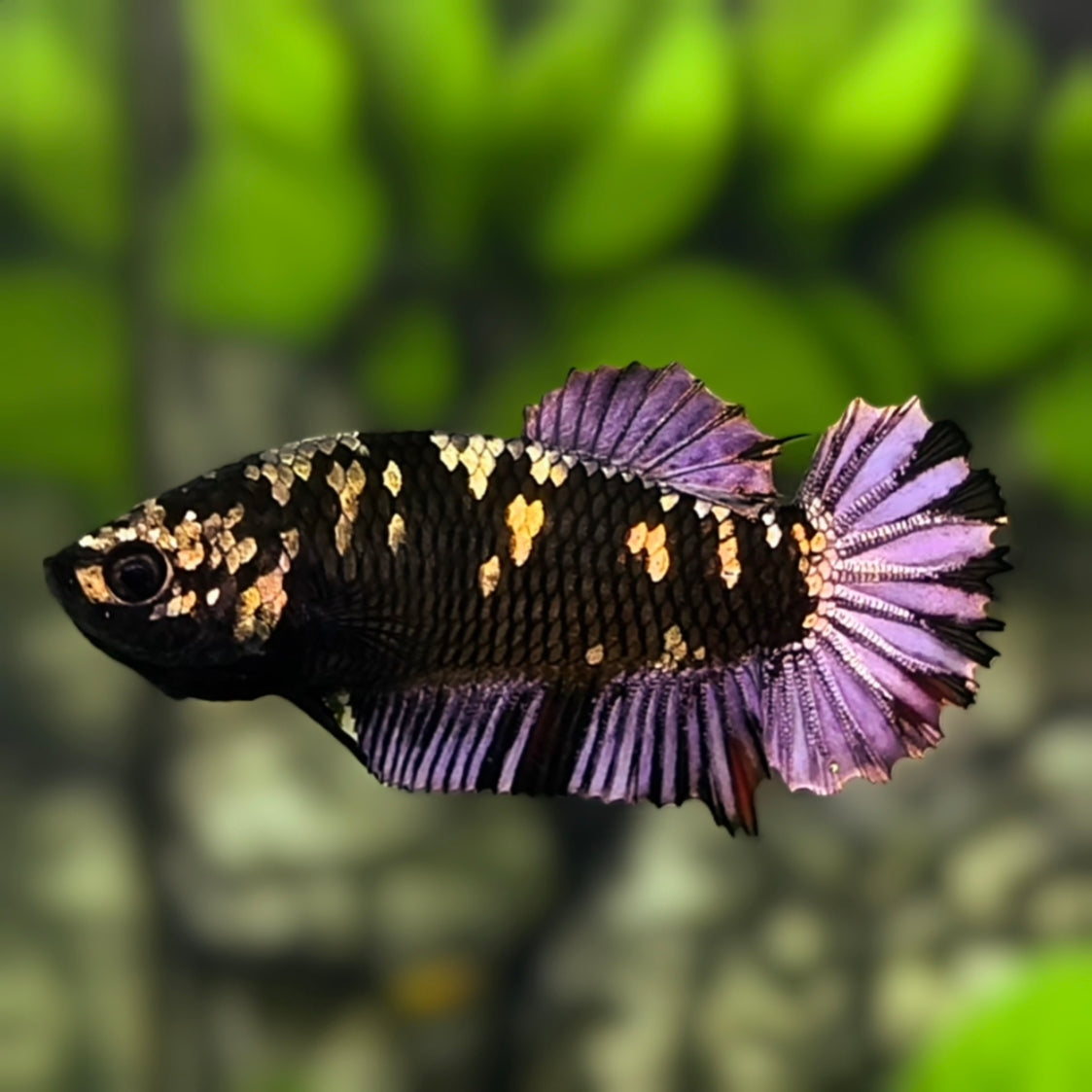 Avatar Purple Black Panther HMPK Betta Fish Female For Sorority / Breed