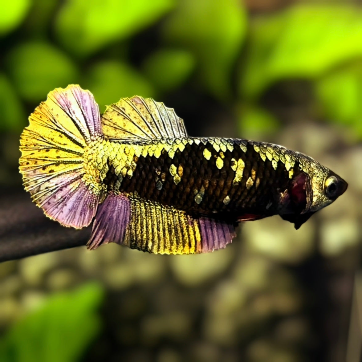 Avatar Blackstar Copper Purple Gold HMPK Betta Fish Female For Sorority / Breed