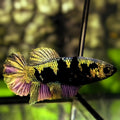 Avatar Copper Purple Gold HMPK Betta Fish Female For Sorority / Breed