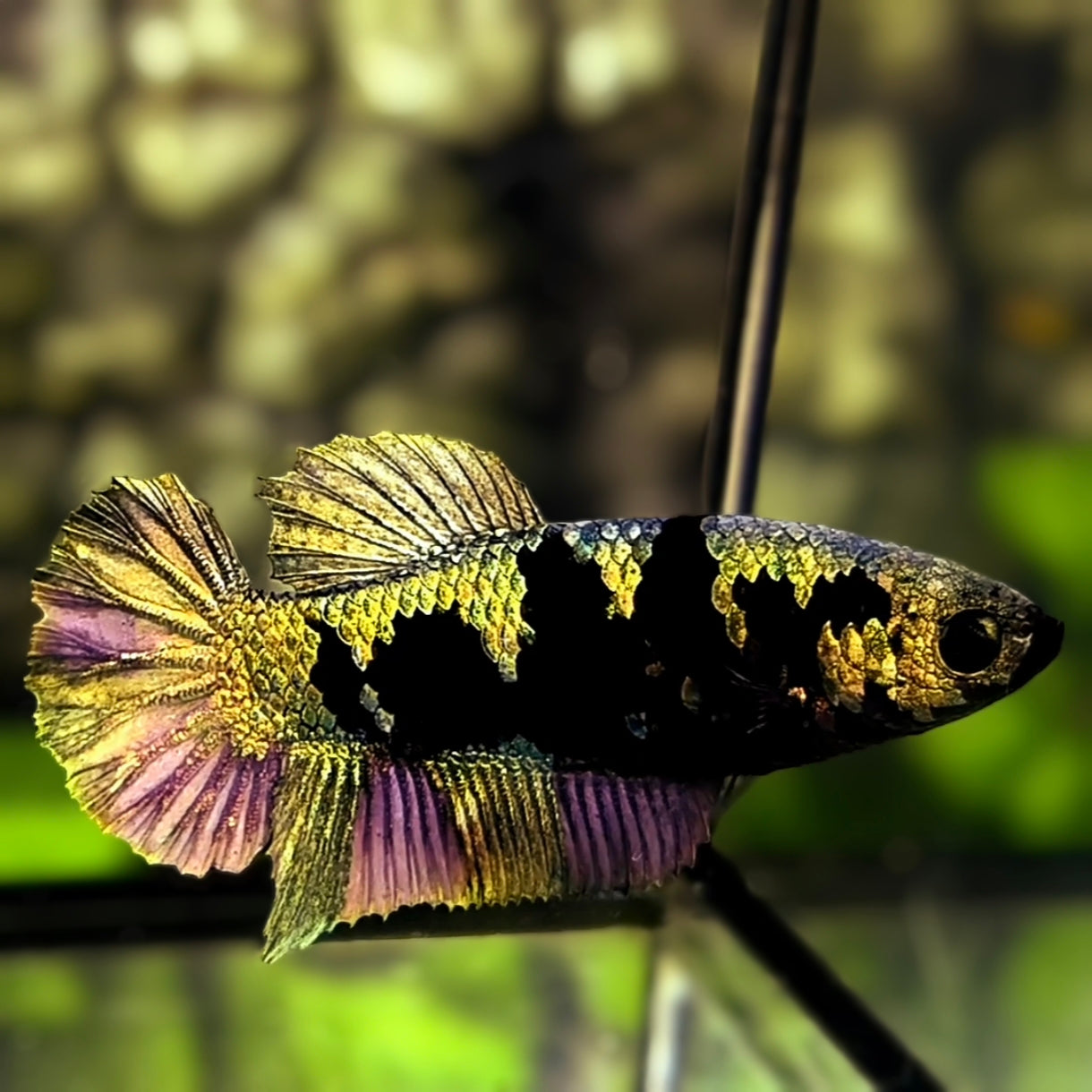 Avatar Copper Purple Gold HMPK Betta Fish Female For Sorority / Breed