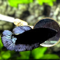 Black Light Grey HMPK Betta Fish Female For Sorority / Breed