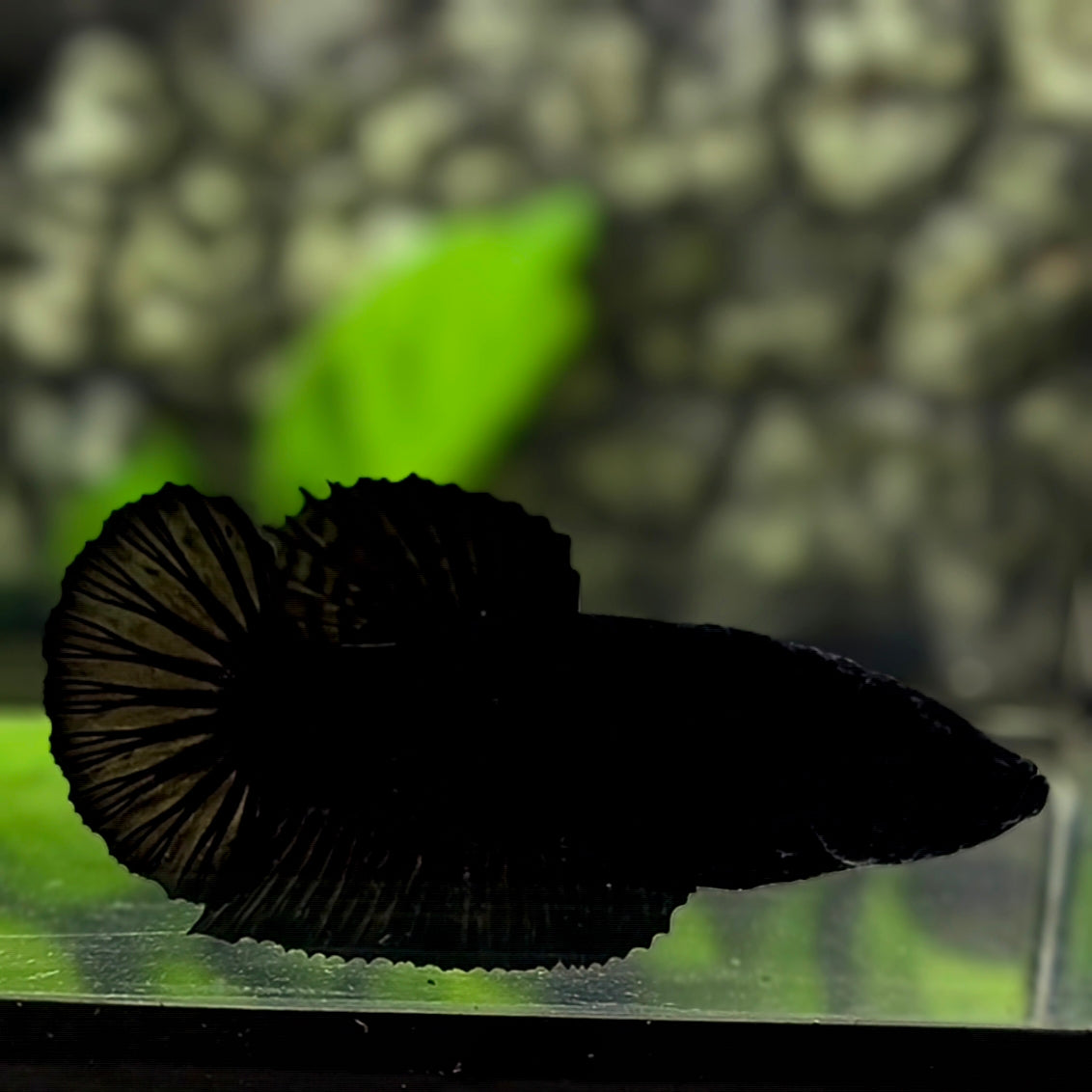 Solid Super Black HMPK Betta Fish Female For Sorority / Breed