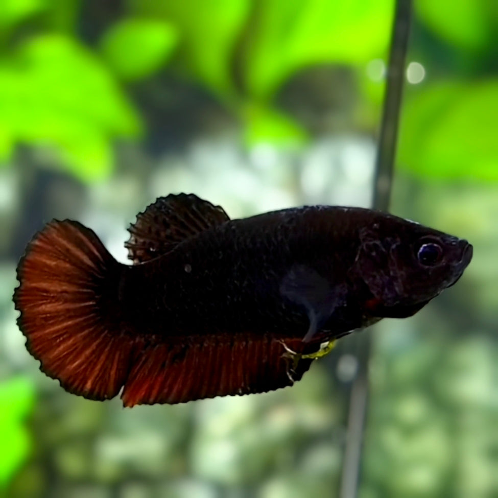 Black Light Red Devil HMPK Betta Fish Female For Sorority / Breed