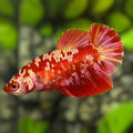 Red Gold Galaxy Halfmoon Betta Fish Female For Sorority / Breed