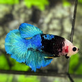 Monkey Face Turquioise Black Koi Halfmoon Betta Fish Female For Sorority / Breed