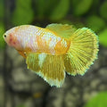 Soft Pink Gold Halfmoon Betta Fish Female For Sorority / Breed