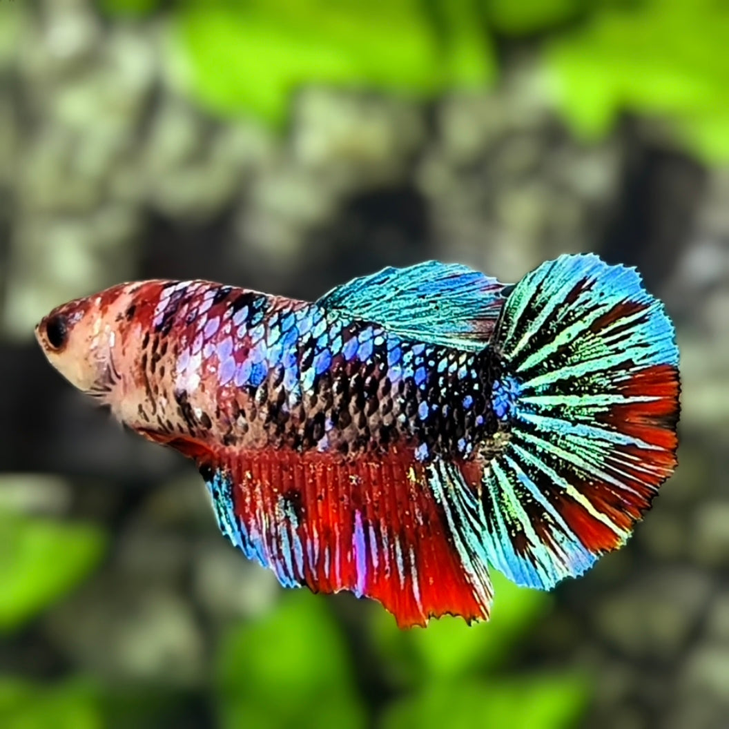 Multicolor Galaxy Halfmoon Betta Fish Female For Sorority / Breed