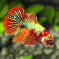 Multicolor Shimmer Gold Koi Halfmoon Betta Fish Female For Sorority / Breed