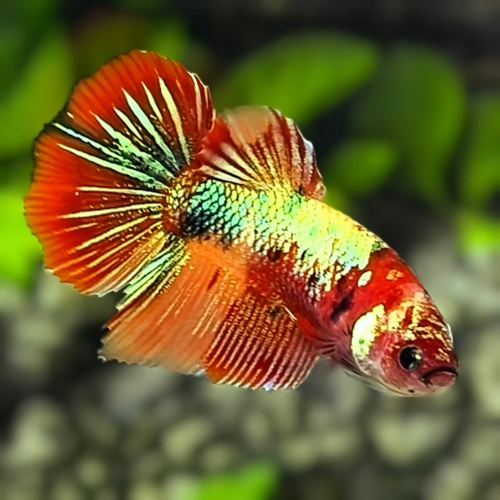 Multicolor Shimmer Gold Koi Halfmoon Betta Fish Female For Sorority / Breed