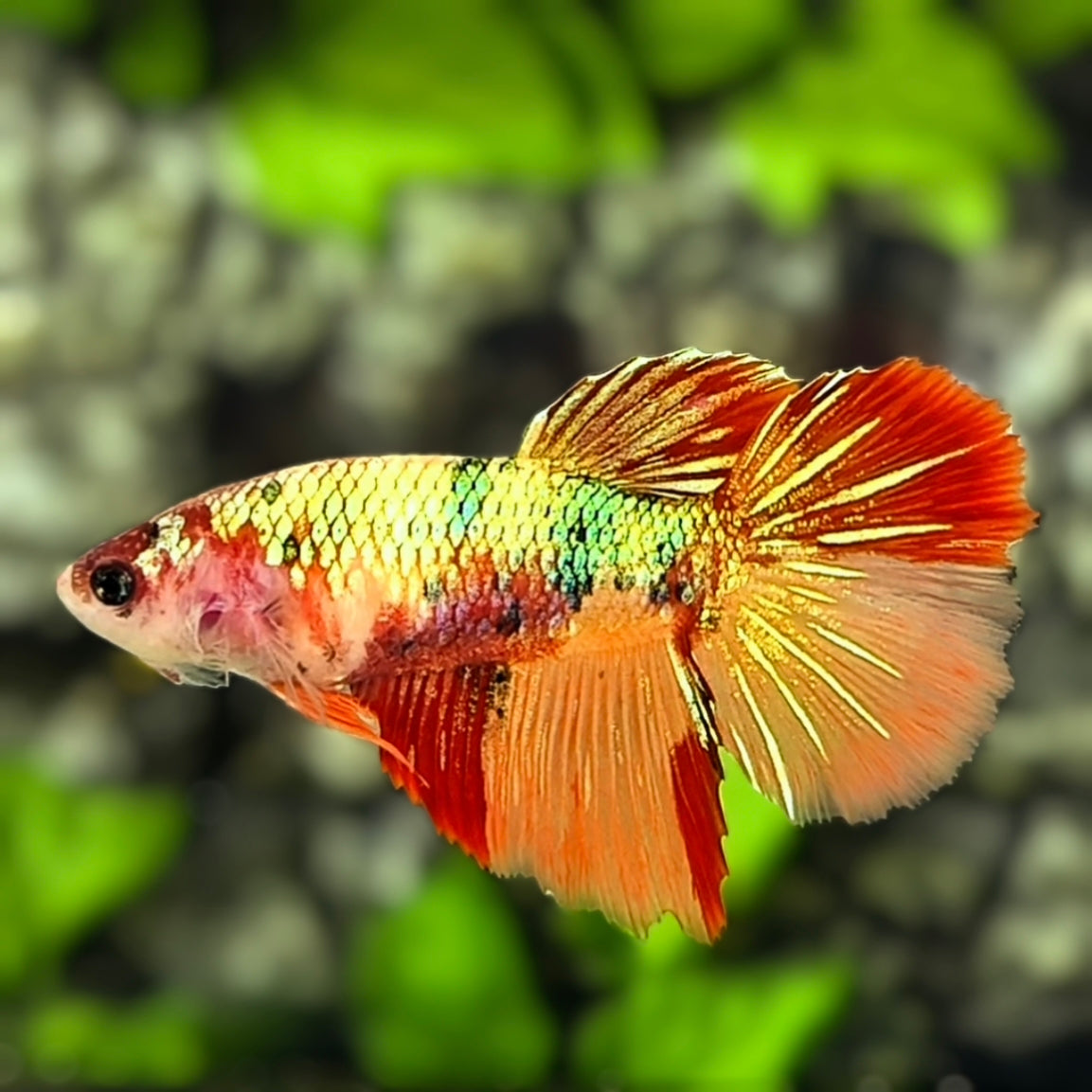 Multicolor Nemo Koi Shimmer Gold Halfmoon Betta Fish Female For Sorority / Breed