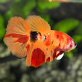 Nemo Koi Halfmoon Betta Fish Female For Sorority / Breed
