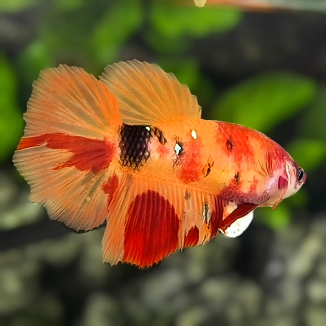 Nemo Koi Halfmoon Betta Fish Female For Sorority / Breed