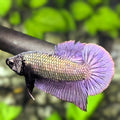 Solid Purple Copper Dragon HMPK Betta Fish Male
