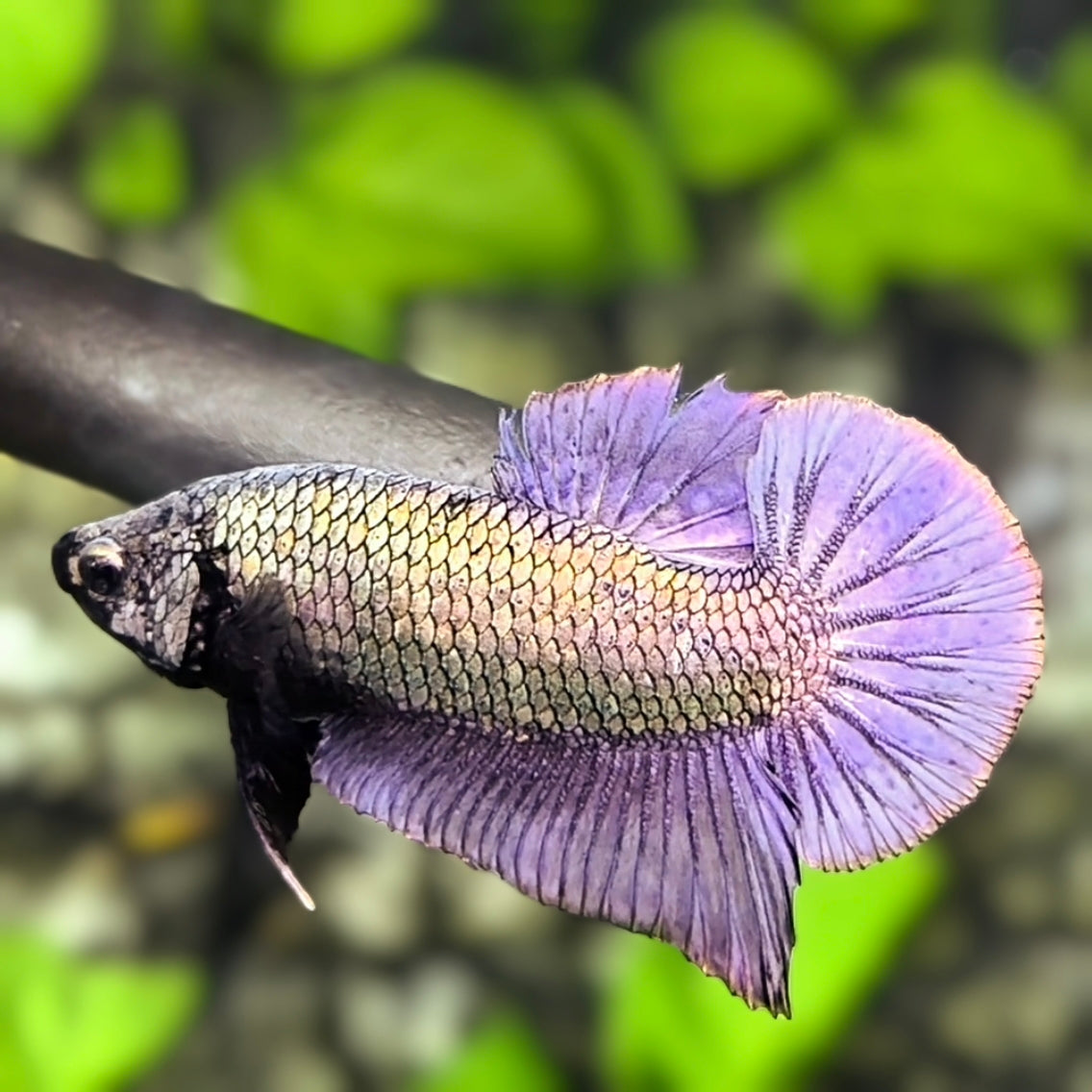 Solid Purple Copper Dragon HMPK Betta Fish Male