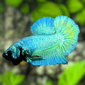Solid Turquoise Green HMPK Betta Fish Male