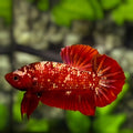 Red Gold Galaxy HMPK Betta Fish Male