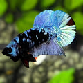 Avatar Blackstar Grey HMPK Betta Fish Male