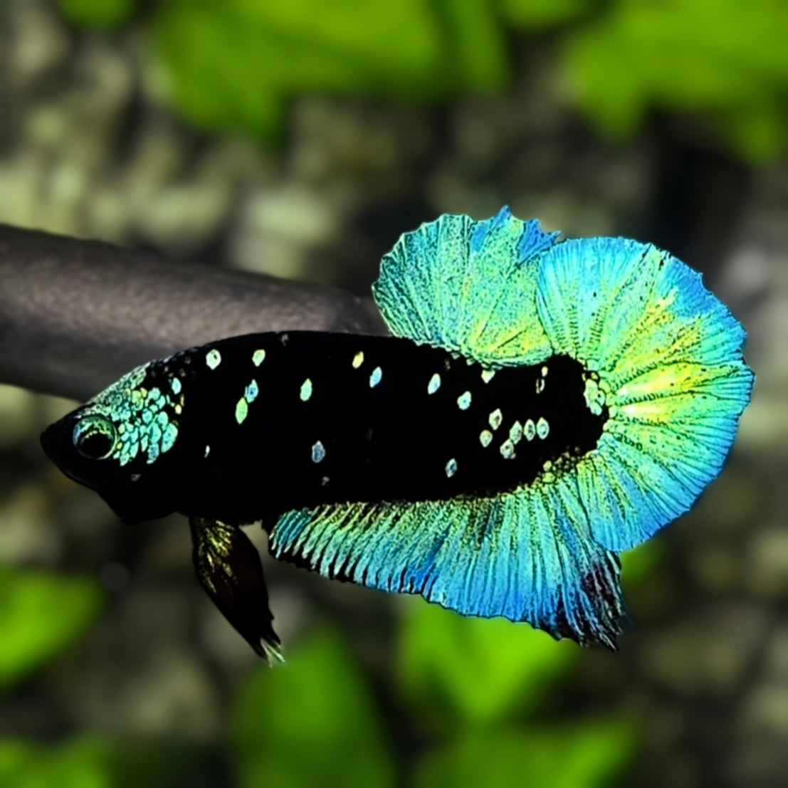 Avatar Blackstar Green HMPK Betta Fish Male