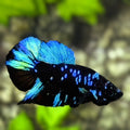 Avatar Blackstar Green Turquoise HMPK Betta Fish Male