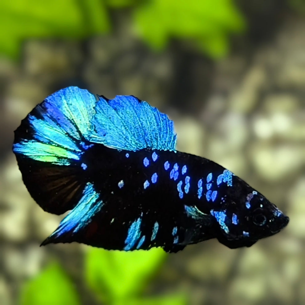 Avatar Blackstar Green Turquoise HMPK Betta Fish Male