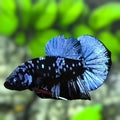 Avatar Blackstar Grey HMPK Betta Fish Male