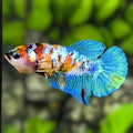 Multicolor Galaxy HMPK Betta Fish Female For Sorority / Breed