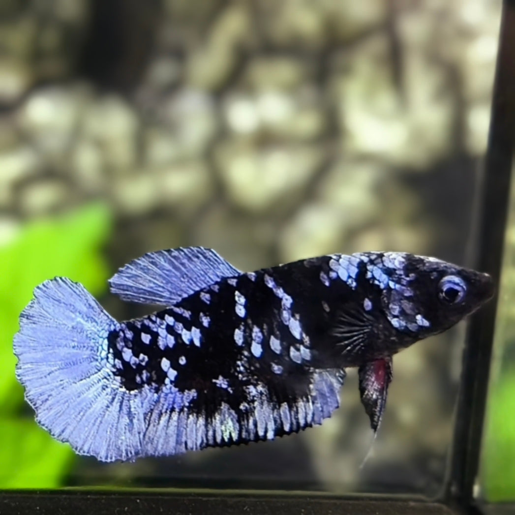 Avatar Blackstar Grey HMPK Betta Fish Female For Sorority / Breed