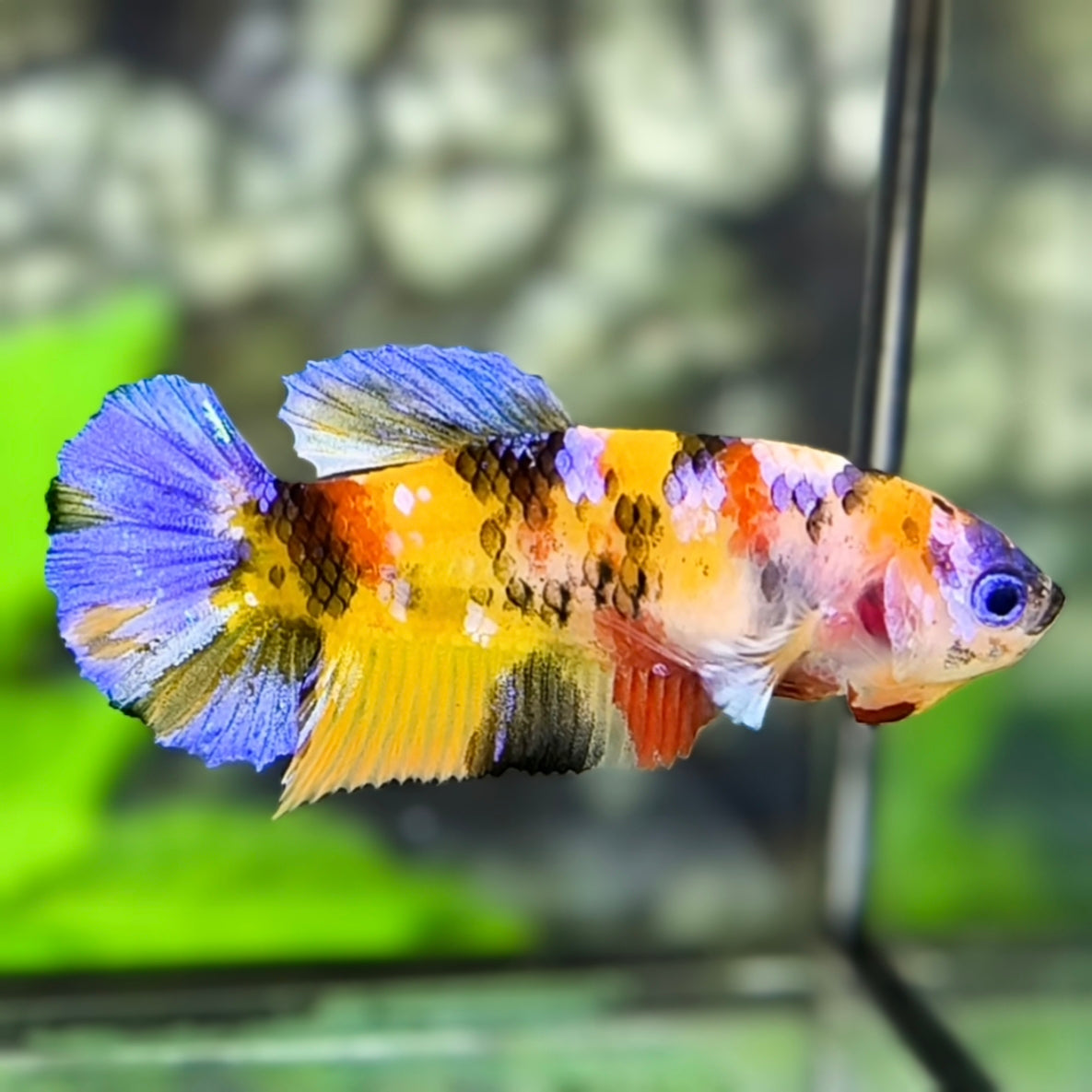 Yellowbase Multicolor Galaxy HMPK Betta Fish Female For Sorority / Breed