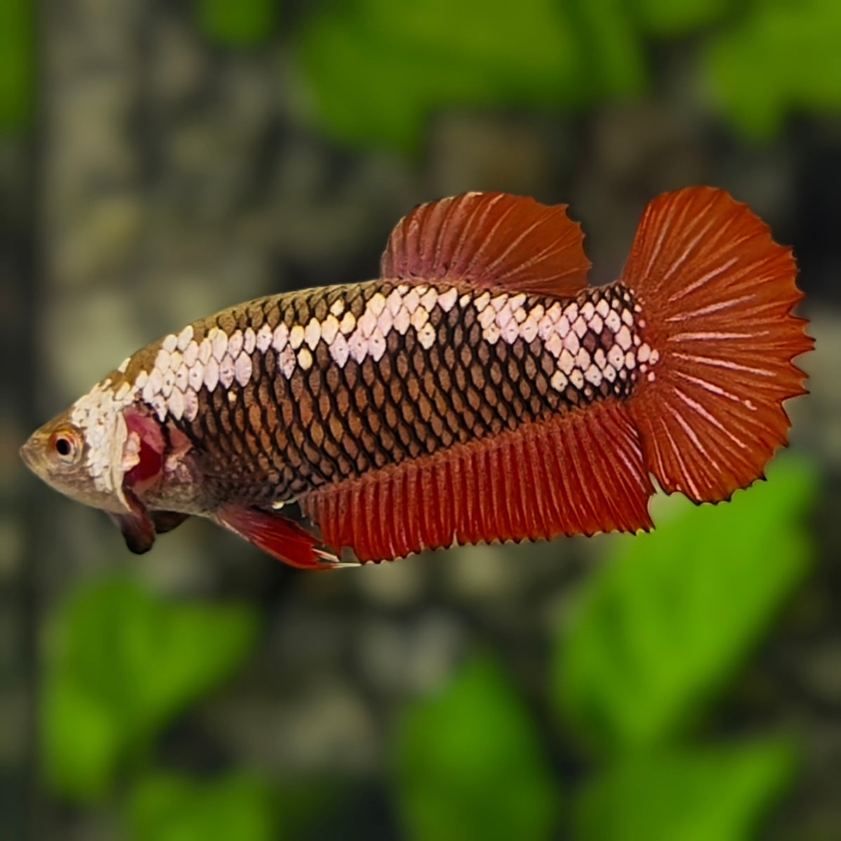Red Samurai HMPK Betta Fish Female For Sorority / Breed