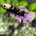 Avatar Purple Black Panther HMPK Betta Fish Female For Sorority / Breed