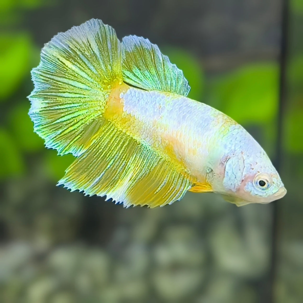 Yellow Fancy Halfmoon Betta Fish Female For Sorority / Breed
