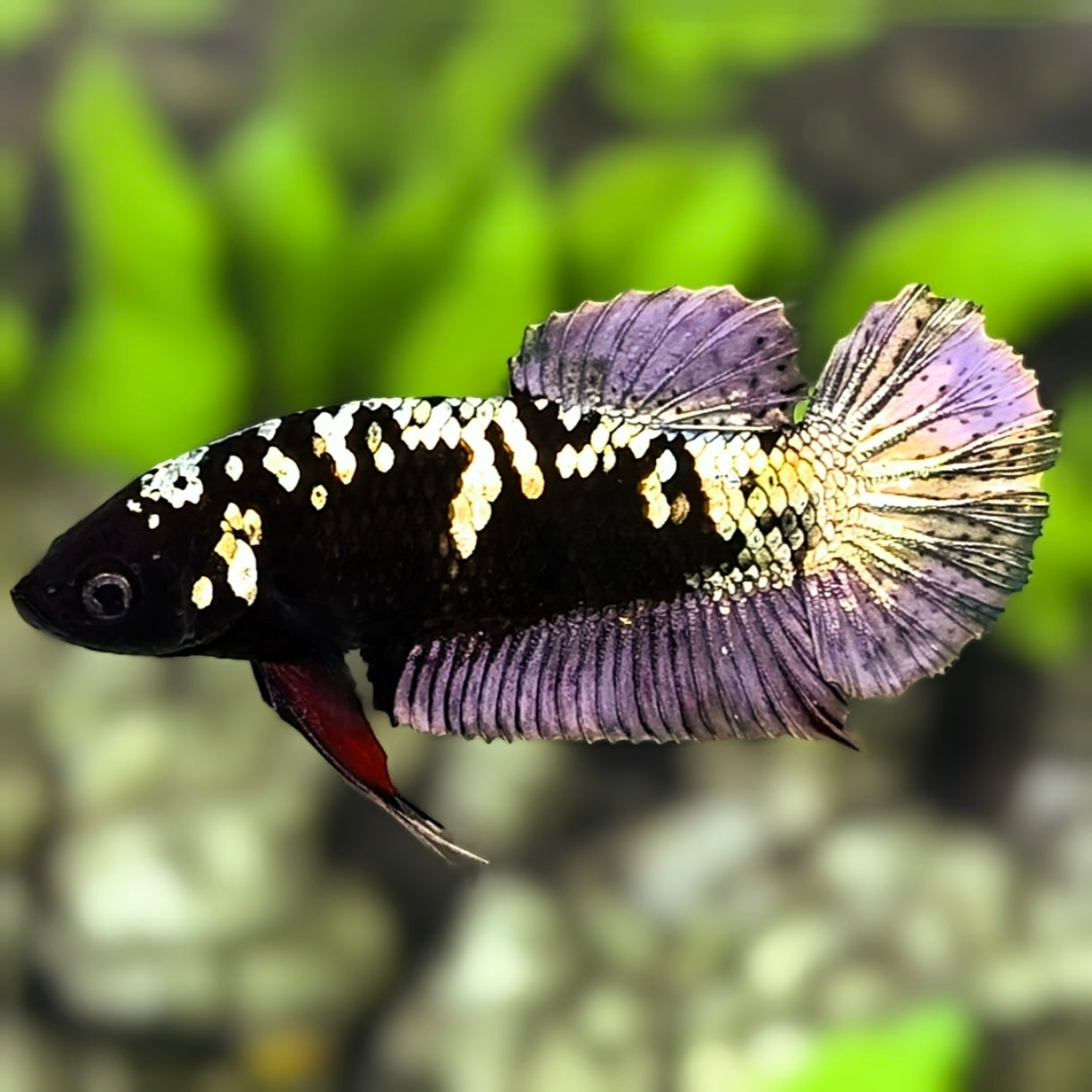 Avatar Blackstar Copper Purple HMPK Betta Fish Female For Sorority / Breed