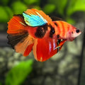 Nemo Koi Tiger Halfmoon Betta Fish Female For Sorority / Breed
