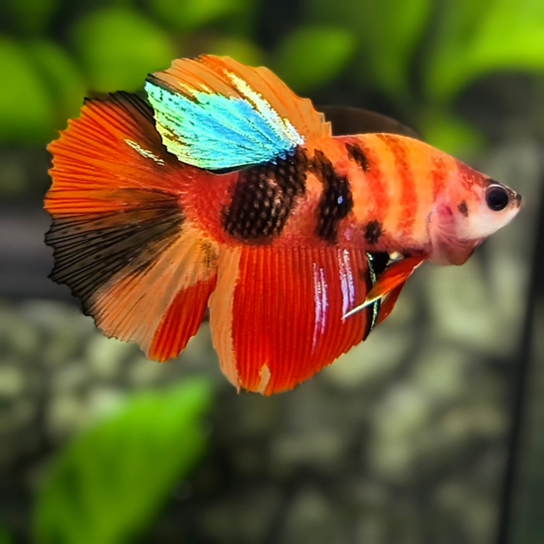 Nemo Koi Tiger Halfmoon Betta Fish Female For Sorority / Breed