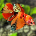 Nemo Koi Halfmoon Betta Fish Female For Sorority / Breed