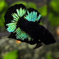 Black Light Green HMPK Betta Fish Male