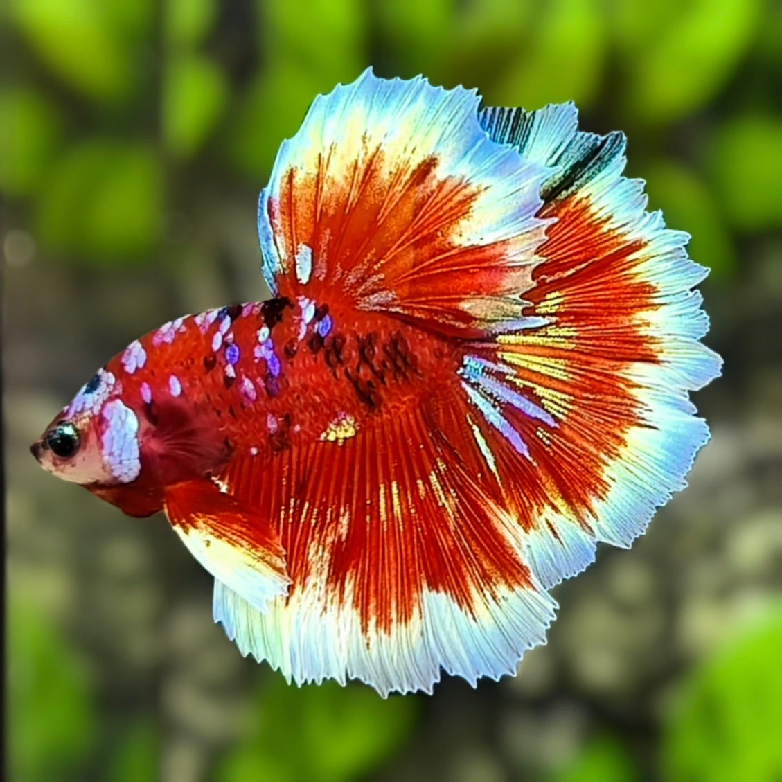 Red Barongsai Galaxy Rosetail Halfmoon Betta Fish Male