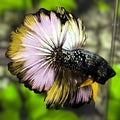 Avatar Copper Purple Yellow Halfmoon Betta Fish Male