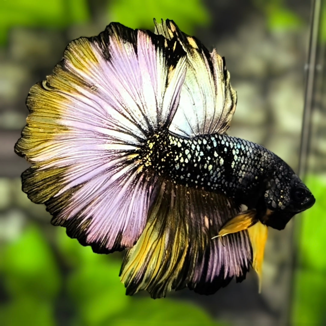 Avatar Copper Purple Yellow Halfmoon Betta Fish Male