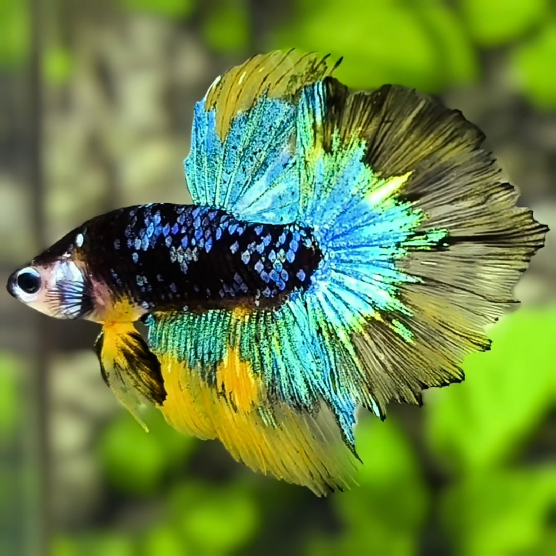 Avatar Blackstar Mustard Gass Halfmoon Betta Fish Male