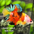 Multicolor Koi JUMBO GIANT HMPK Betta Fish Male