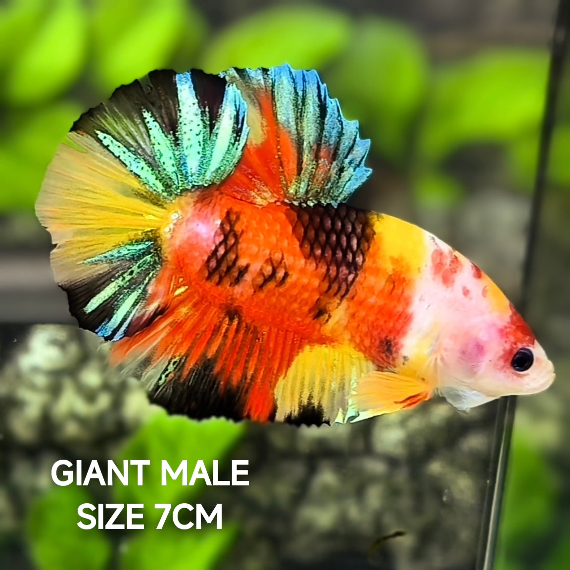 Multicolor Koi JUMBO GIANT HMPK Betta Fish Male