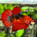 Red Koi Tiger JUMBO GIANT HMPK Betta Fish Male